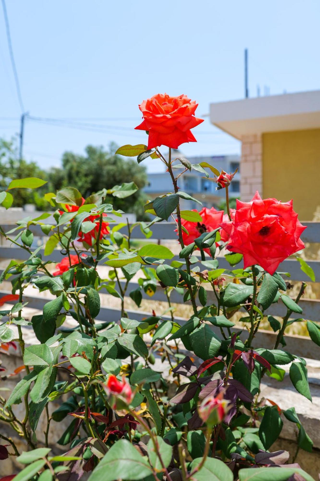 Vila Leka كساميل المظهر الخارجي الصورة